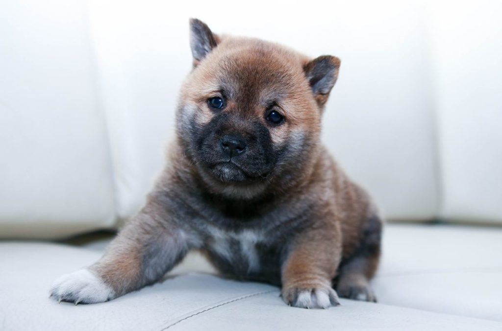 Puppy on a Couch